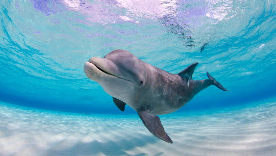Why we absolutely hate Dolphins