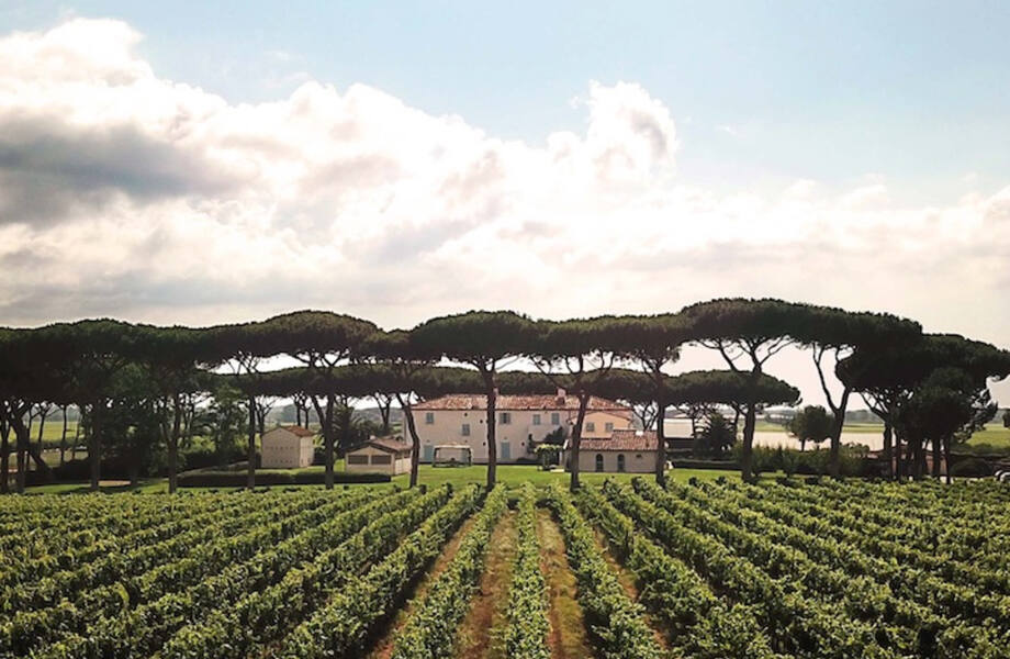 Tenuta Guado al Tasso