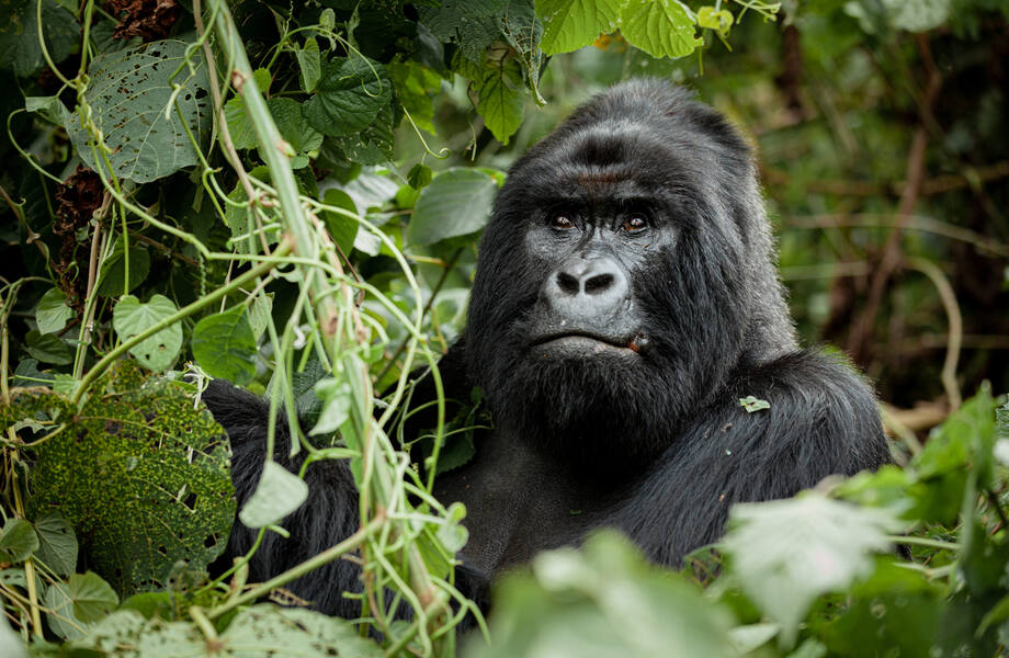 Special Event Gorilla 2027